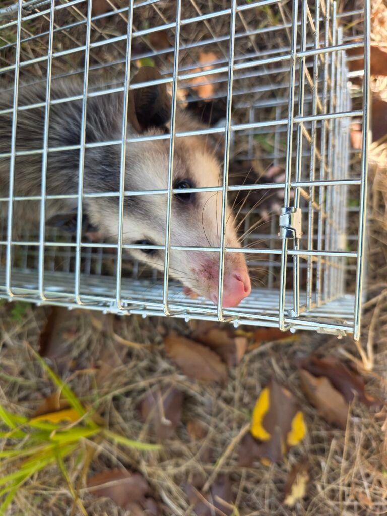opossum relocation in springdale ar