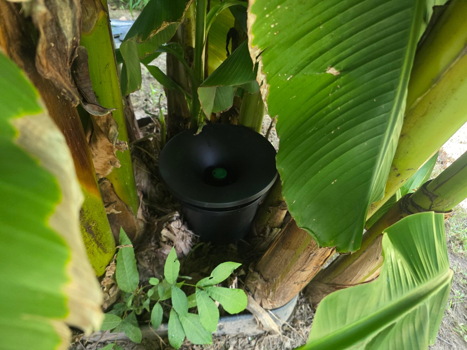 in2care-mosquito-bucket-in-foliage-rogers-ar.jpg