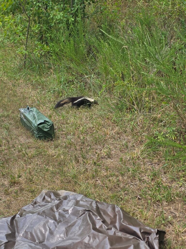 skunk relocation springdale ar
