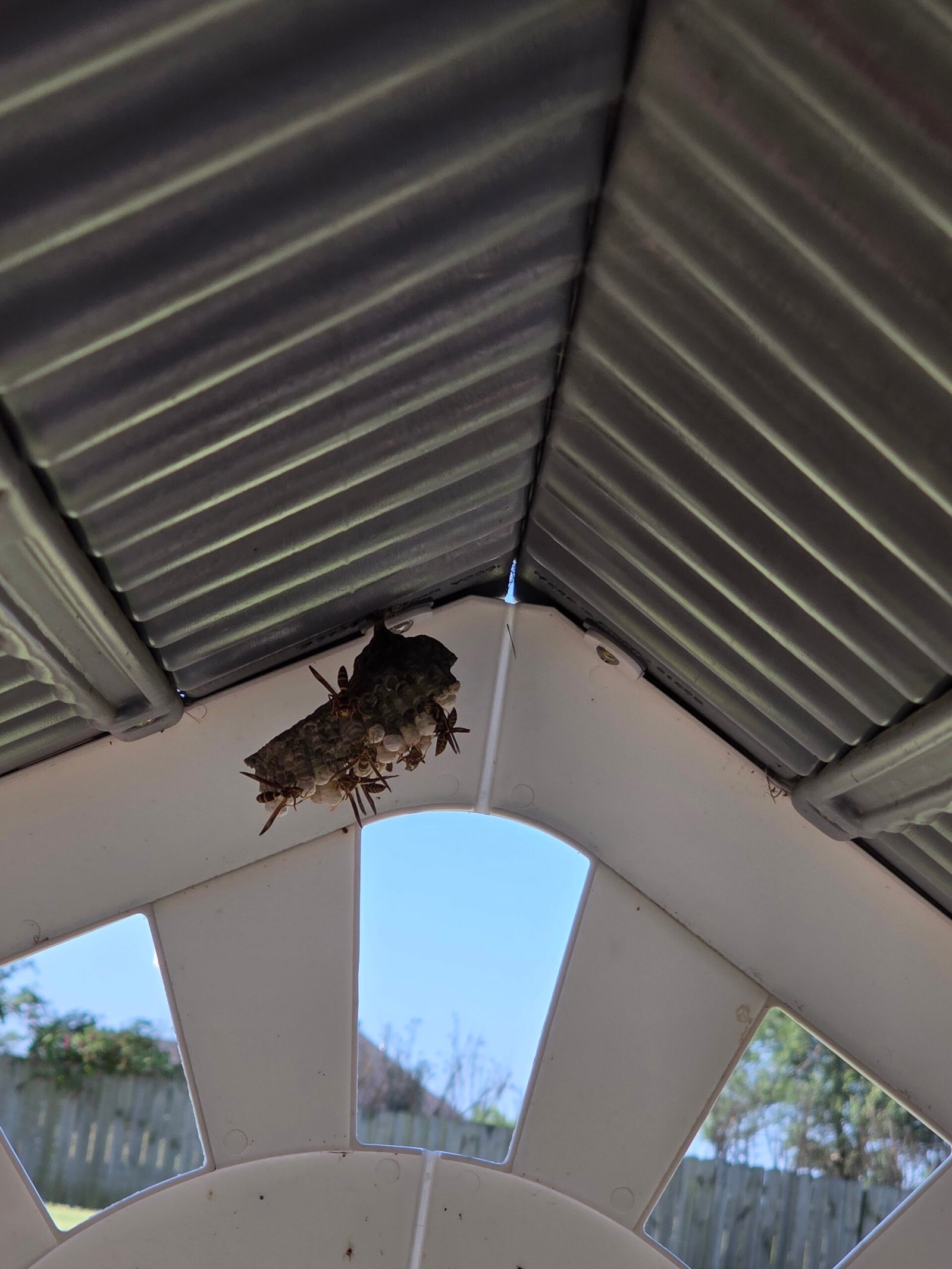 wasp-nest-in-kids-play-house-centerton-ar.jpg