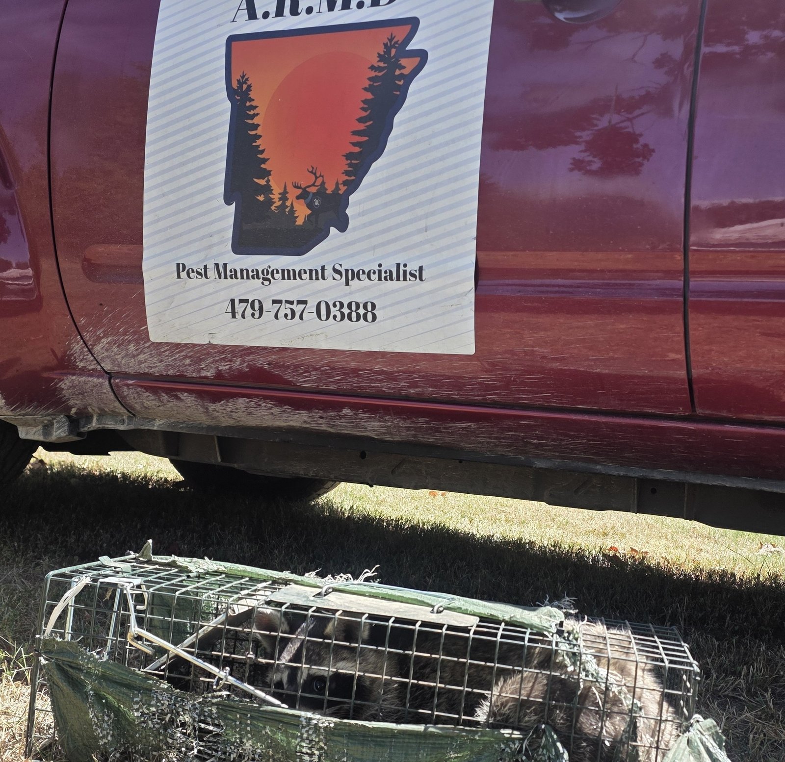 raccoon in trap to be relocated in springdale ar