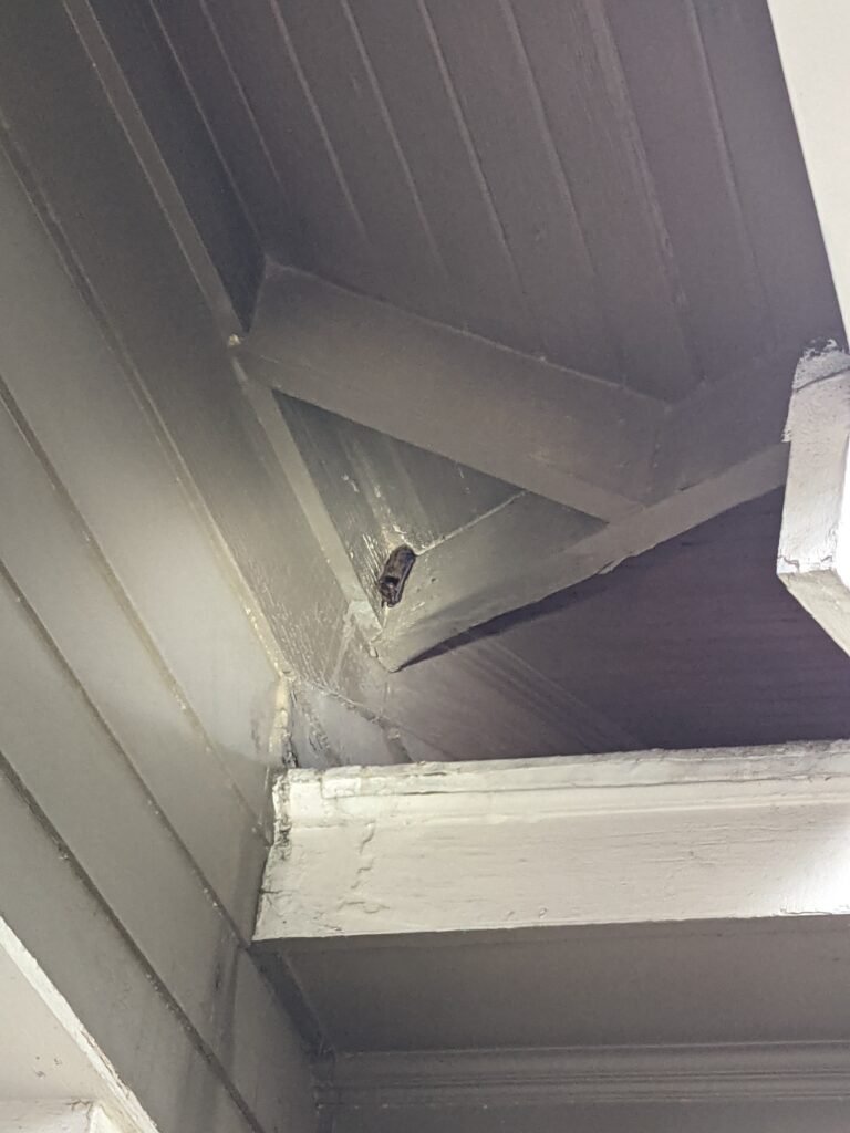 bat-roosting-under-porch-at-bentonville-ar-home.jpg