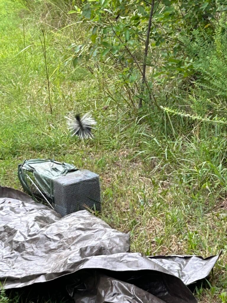 armd skunk relocation springdale ar
