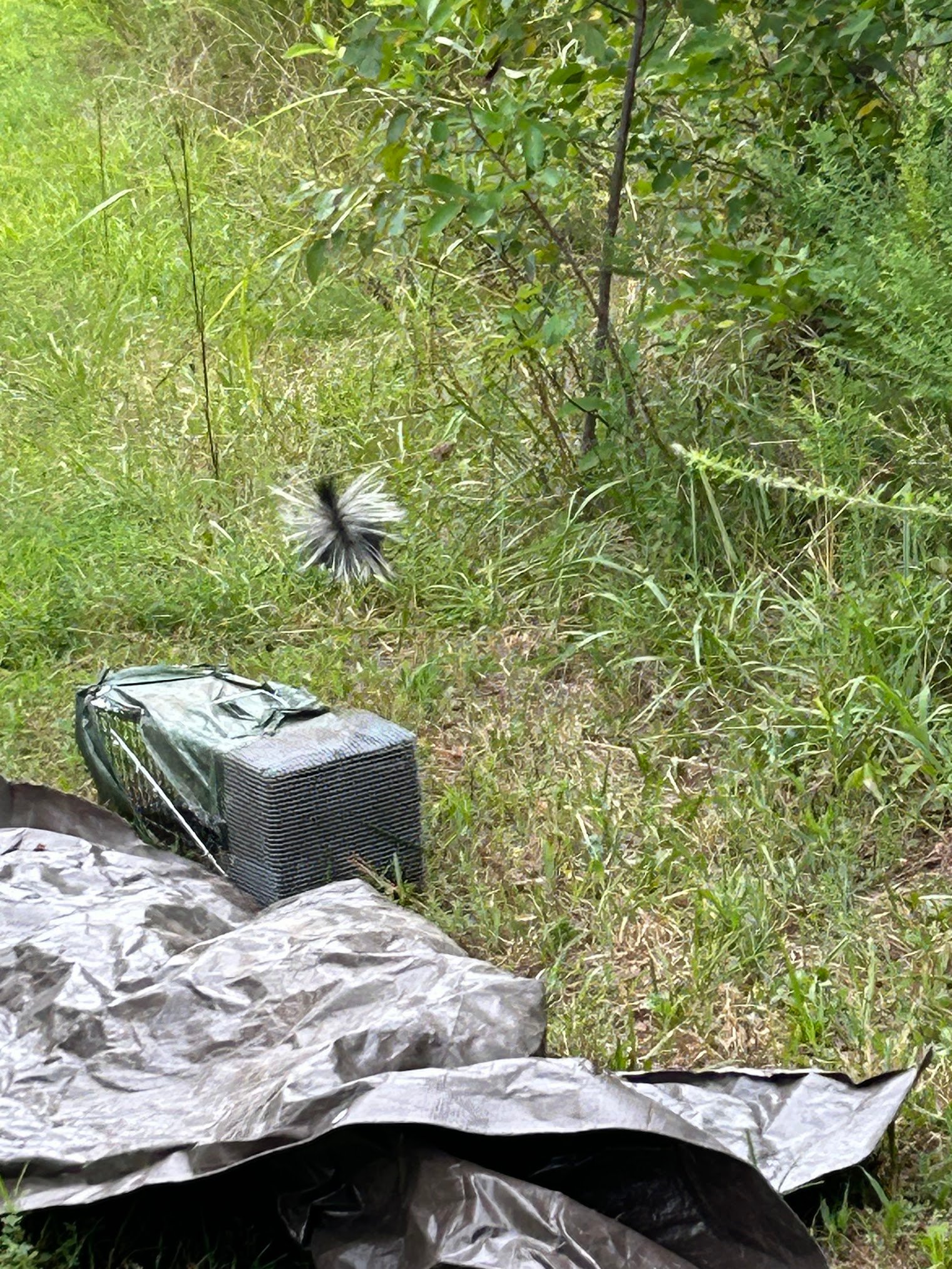 armd skunk relocation springdale ar
