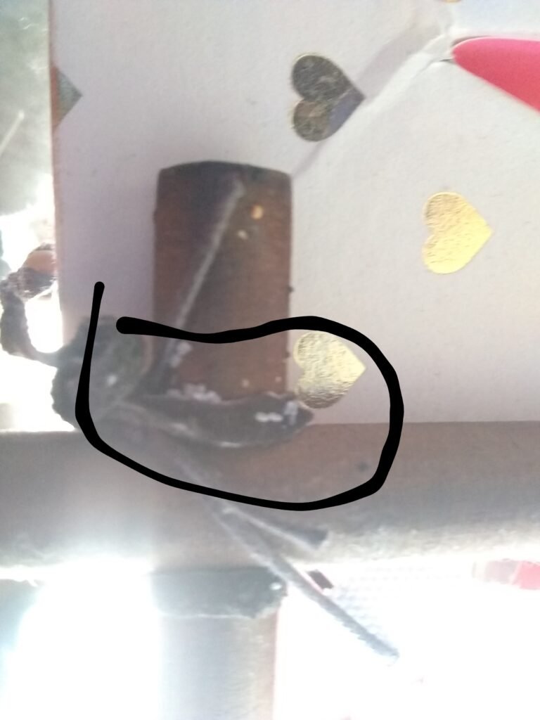 bedbug eggs hidden on back of artwork springdale ar.jpg