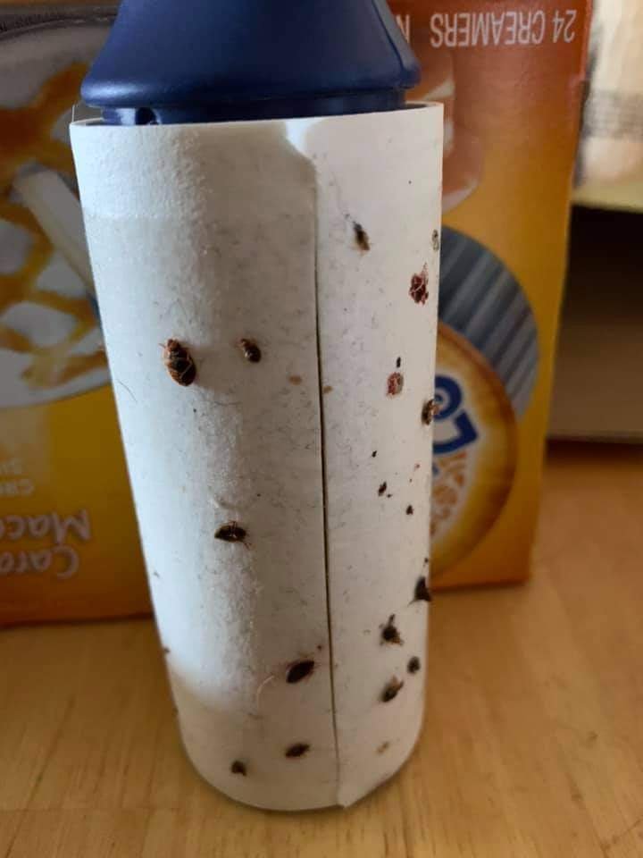 bedbugs on lint roller lowell ar.jpg