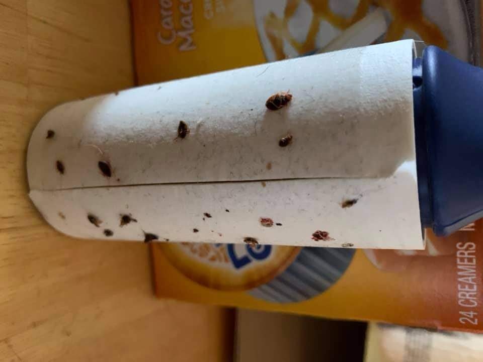 bedbugs on lint roller lowell ar.jpg