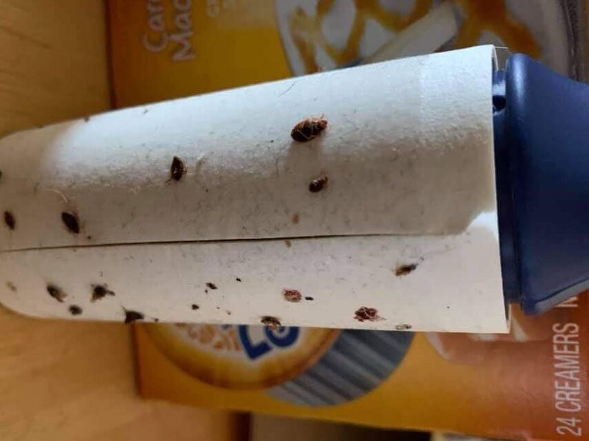 bedbugs on lint roller lowell ar.jpg armd pest management specialist