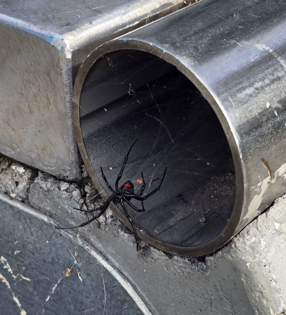 black widow extermination huntsville ar.jpg