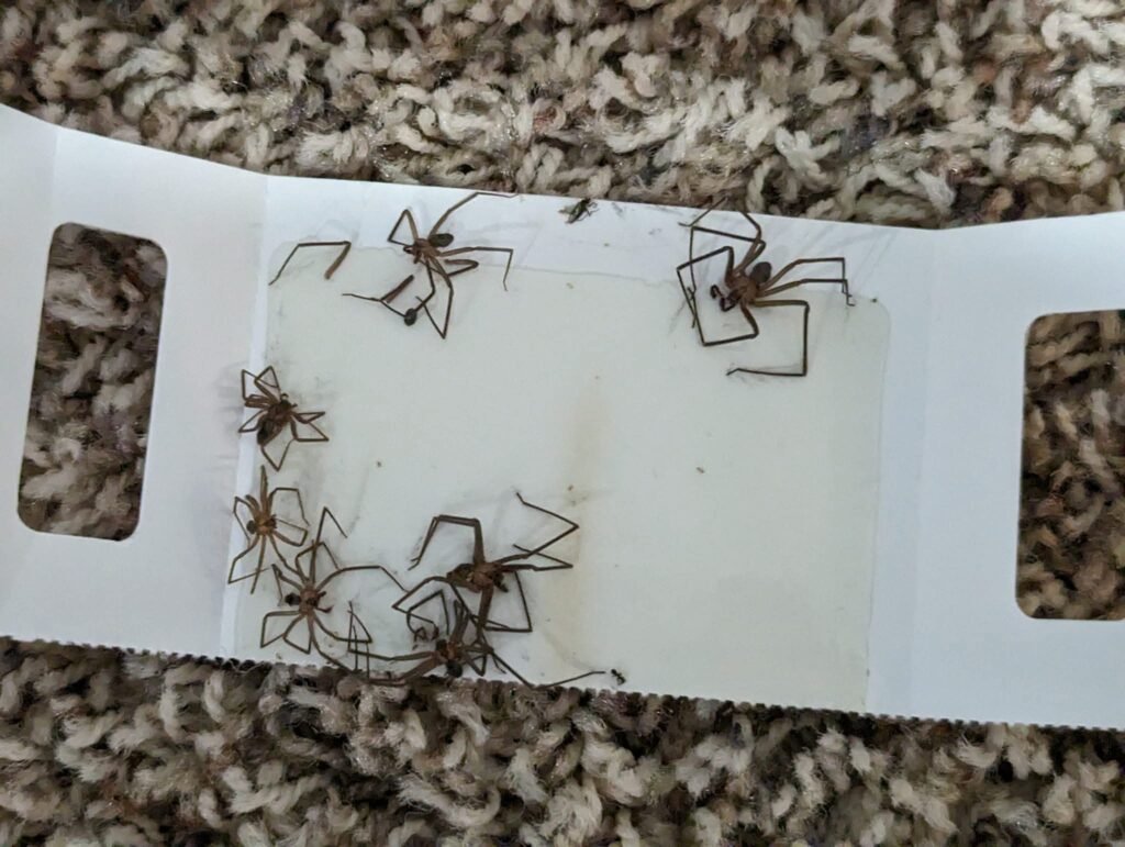 brown recluse extermination rogers ar.jpg