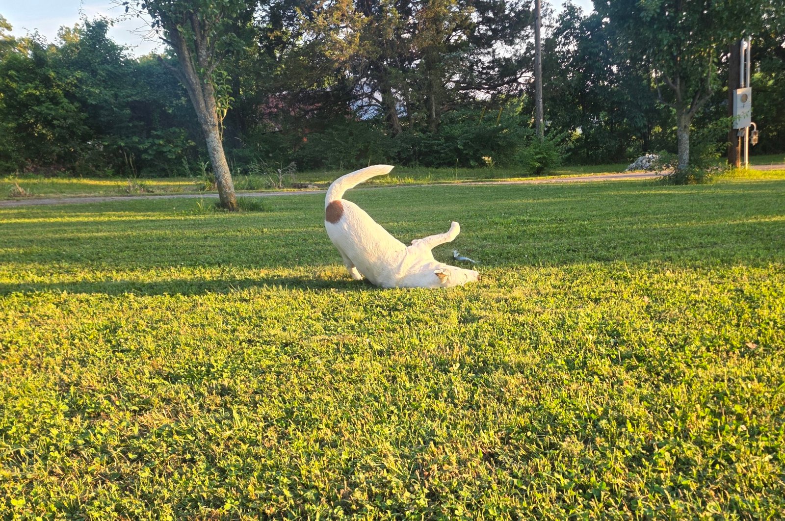 dog enjoying tick free yard elkins ar.jpg