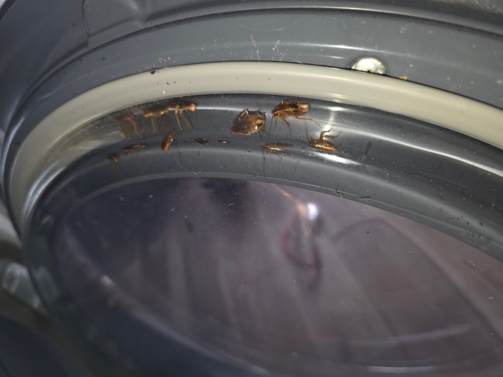 german cockroaches in dryer door rogers ar.jpg