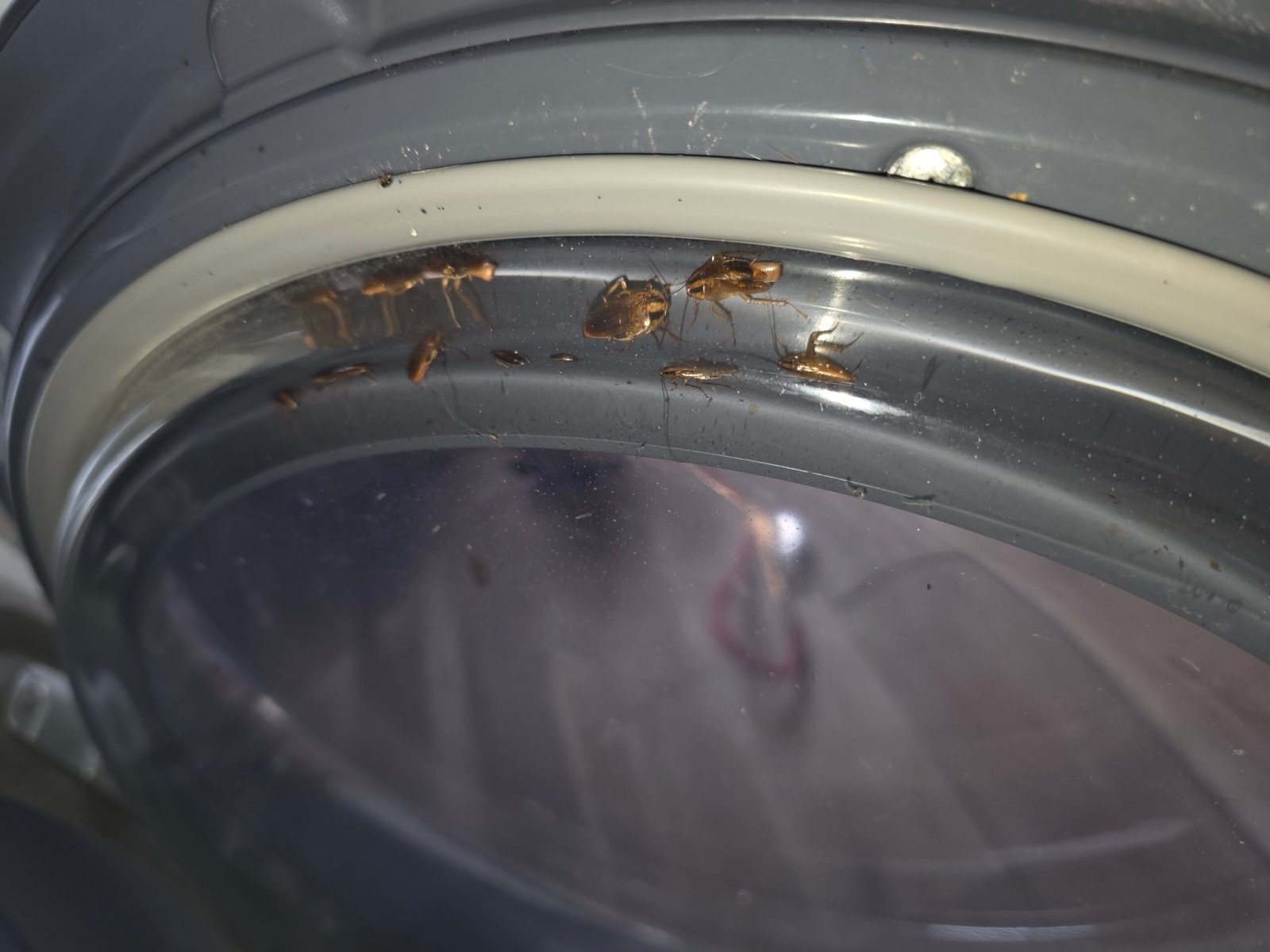 german cockroaches in dryer door rogers ar.jpg