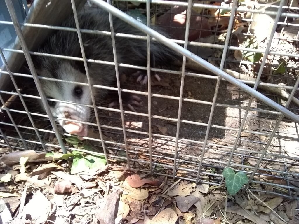 opposum in rogers Armd Pest management Specialist