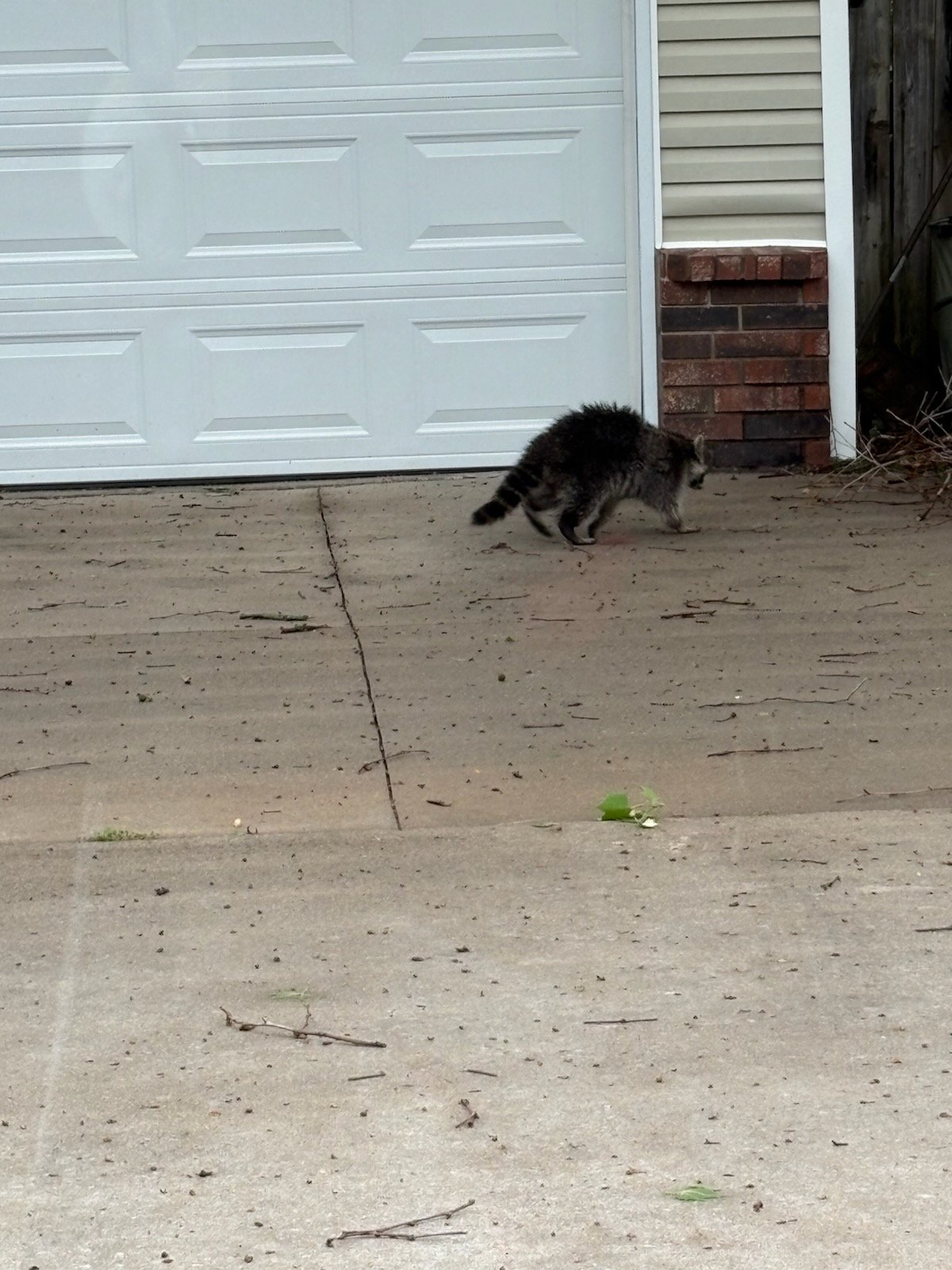 racoon evicted from attic armd  pest management fayetteville ar.jpg