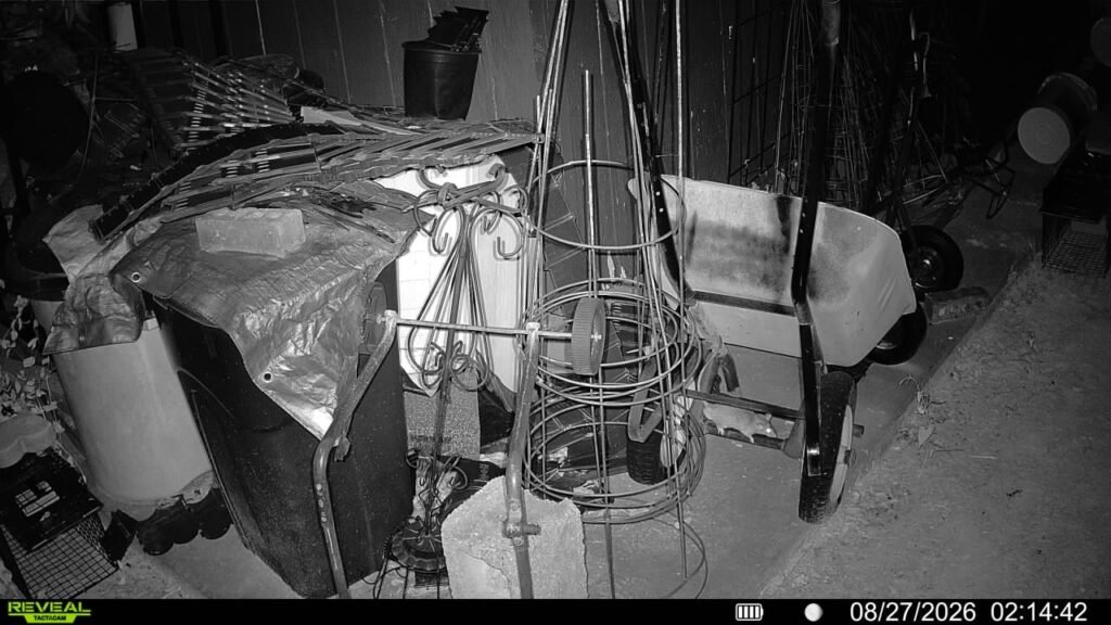 rodent found on camera springdale ar.jpg