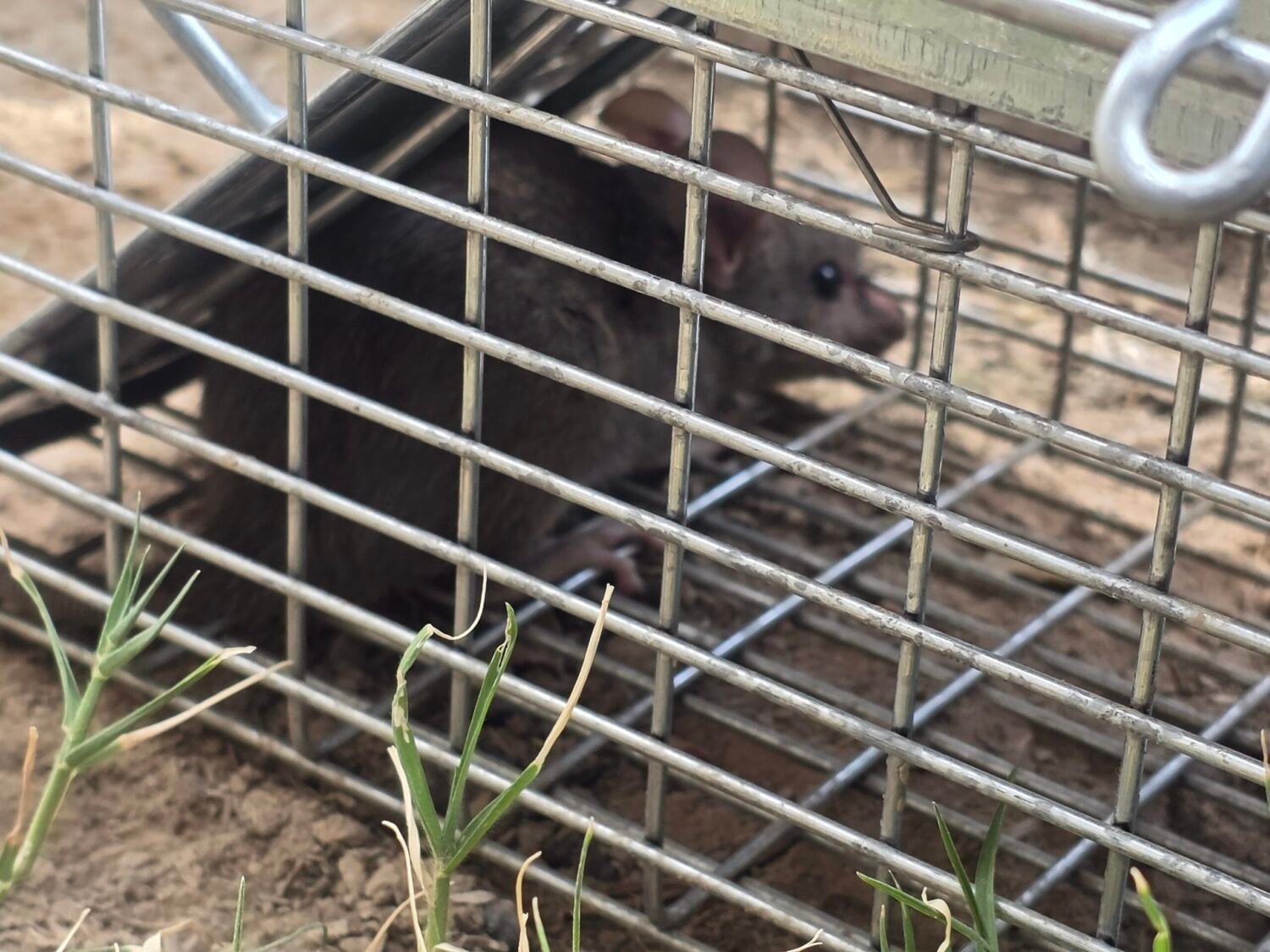 rodent live trapped in springdale ar.jpg