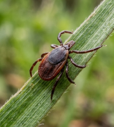 tick on blade of grass armd.jpg