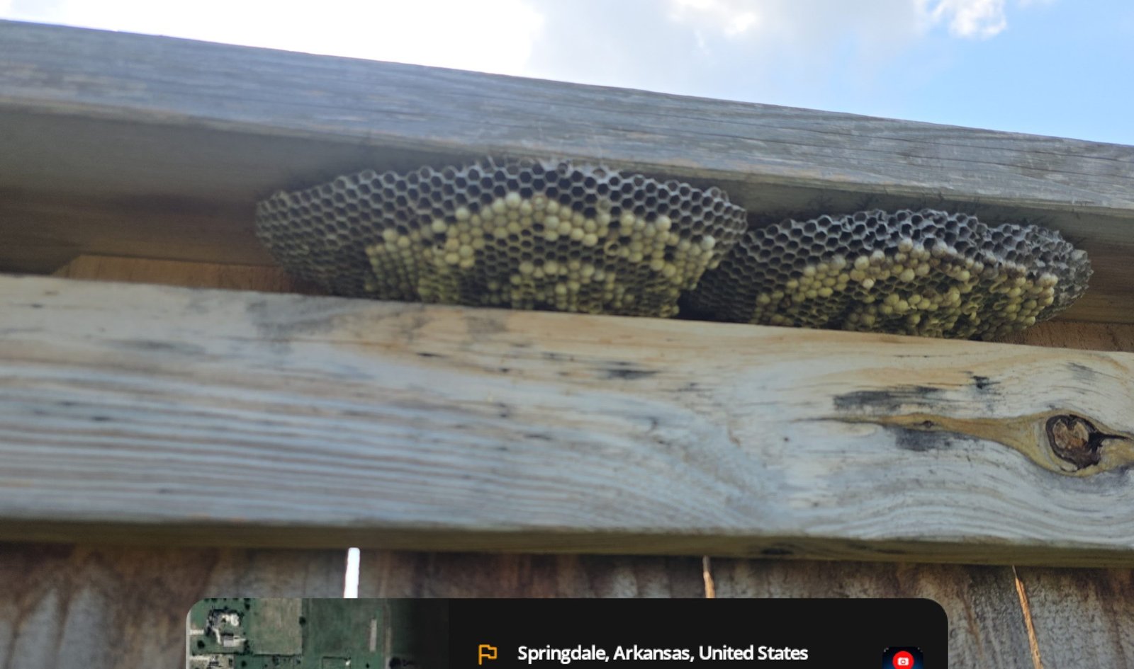wasp nest in springdale ar.jpg